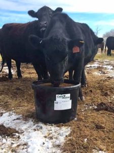 A group of black cows eating from a bucket.