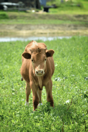 Small brown calf staring ahead in field