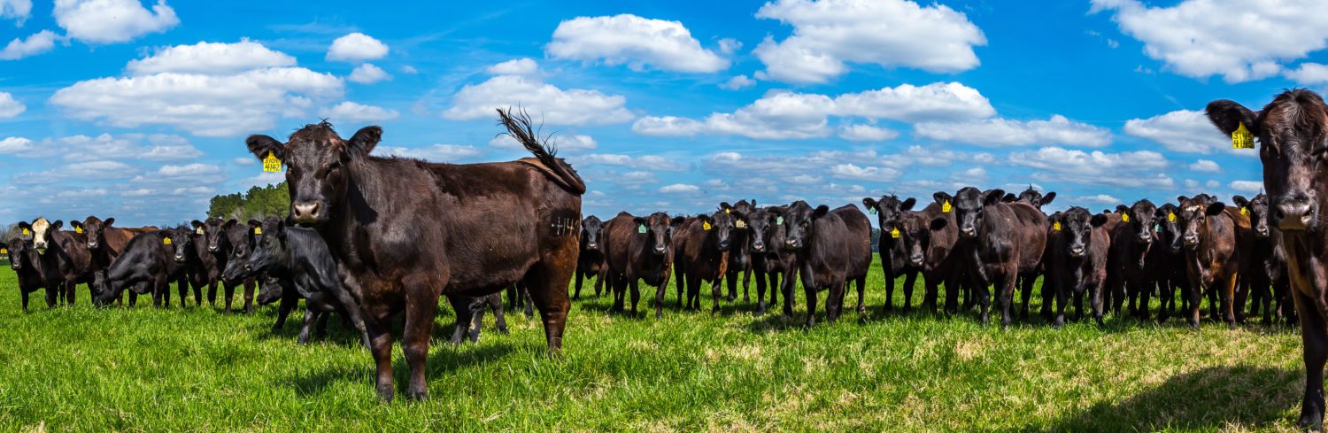 A herd of cattle standing in the grass.
