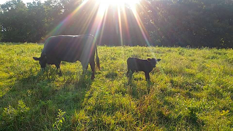 A cow and calf grazing in the grass.