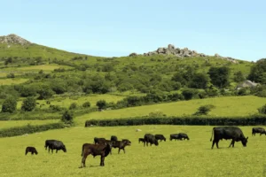 Cattle grazing on green grass.