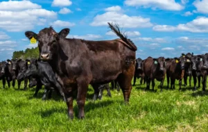 closeup shot of a cow 